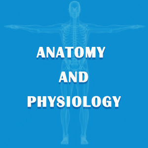 Anatomy || Digestive System 