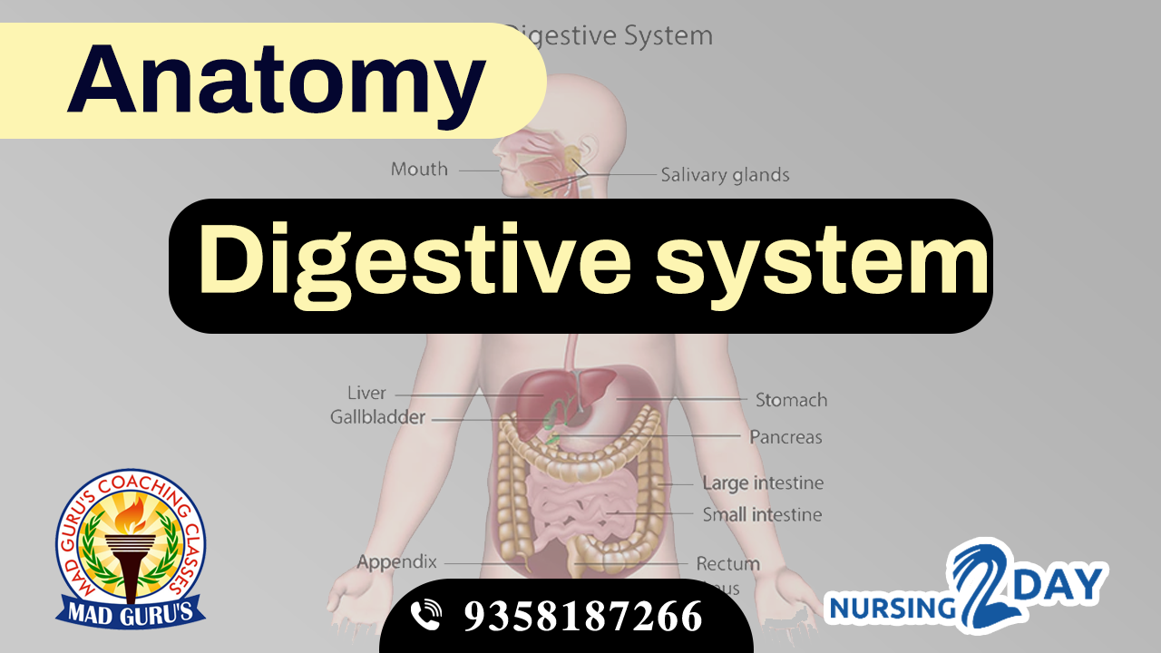 Digestive system  (GI System) Anatomy and MSN