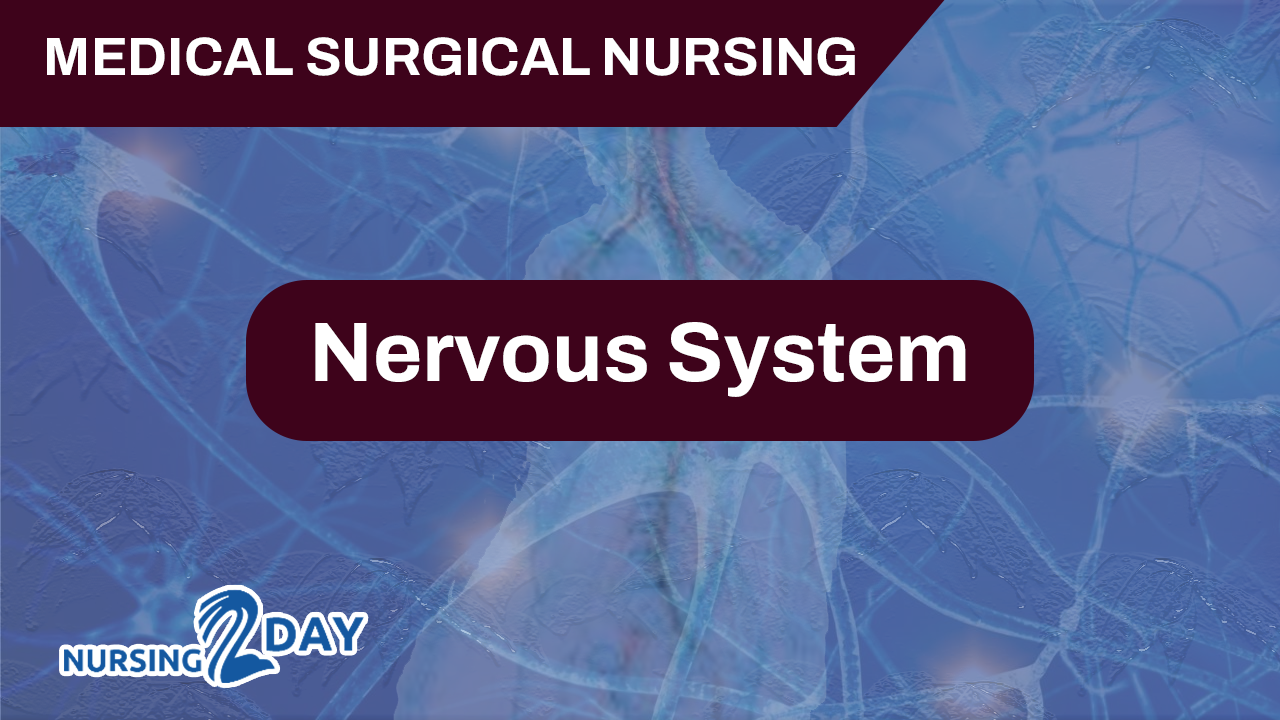 Nervous System  (Anatomy and MSN)