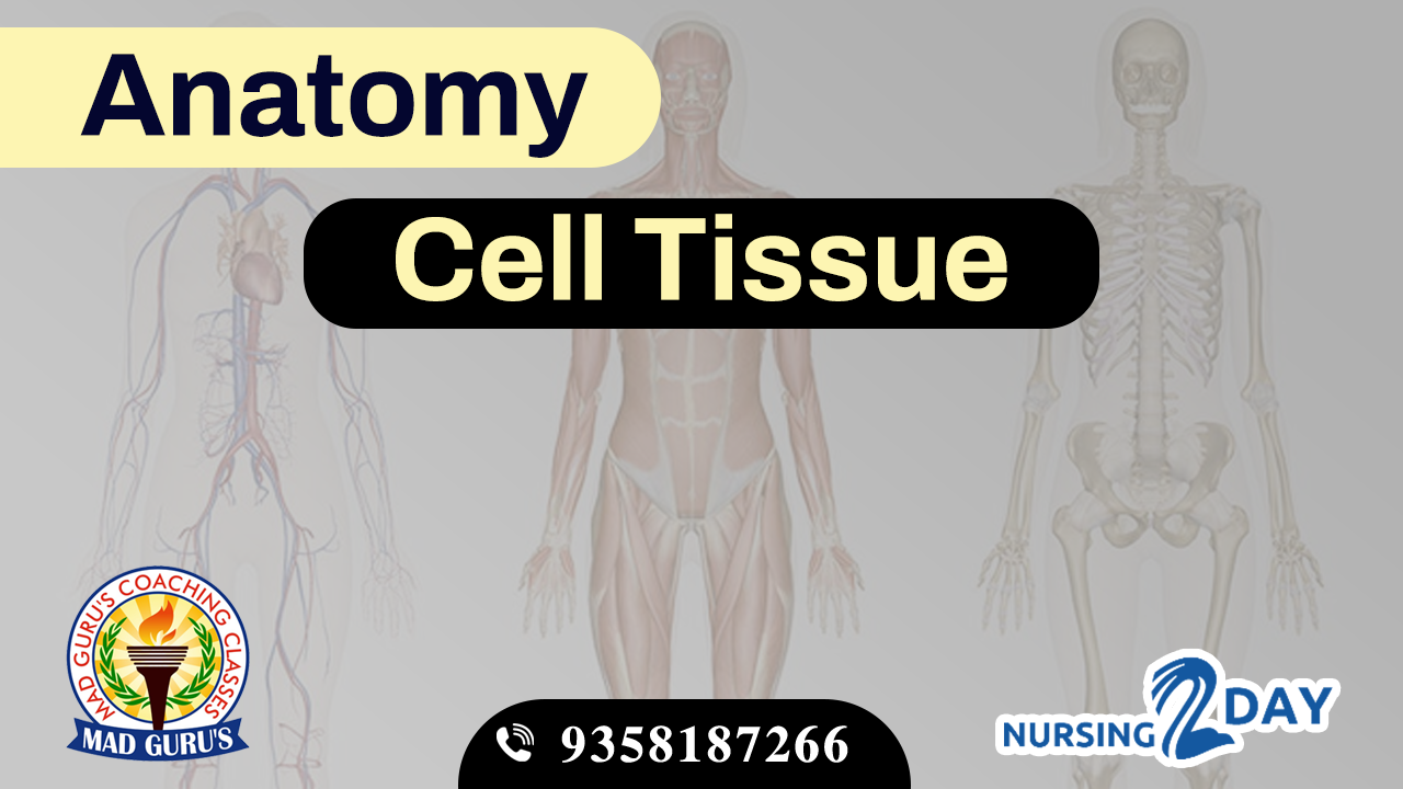 Anatomy || Digestive System 